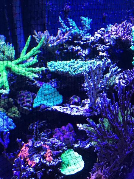 JumpGuard Ersatznetz 200x110cm schwarz