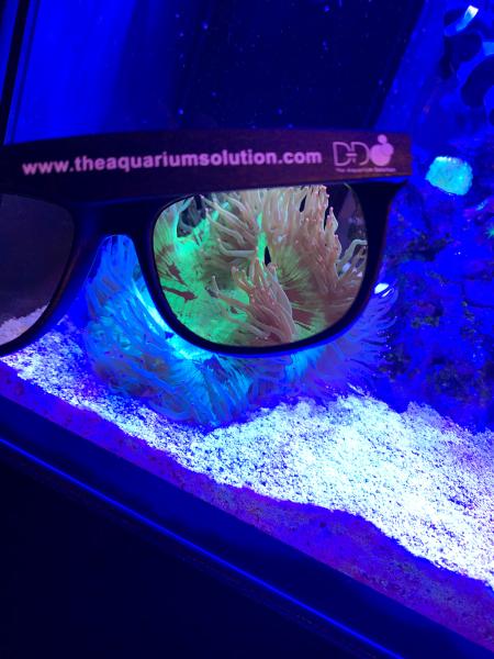 D-D Korallen Farbsicht-Brille